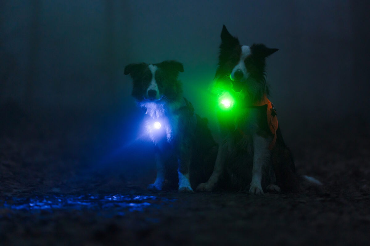 Foto van twee bordercollies in het donker, de ene hond met een groen schijnend Orbiloc Dog Dual lichtje en de andere met een blauw