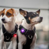 Twee Jack Russells met Orbiloc lampjes aan hun harnassen, één in rood en de ander in paars.