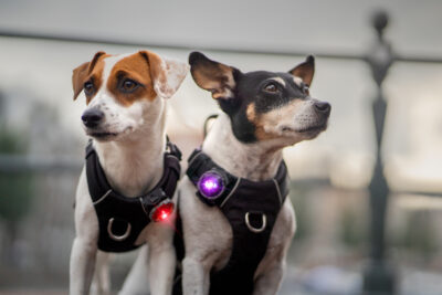 Twee Jack Russells met Orbiloc lampjes aan hun harnassen, één in rood en de ander in paars.