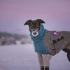 Zwarte windhond in de sneeuw bij zonsondergang, met een paarse Orbiloc Dog Dual en een jas, tegen een achtergrond van roze-paarse tinten in de lucht.