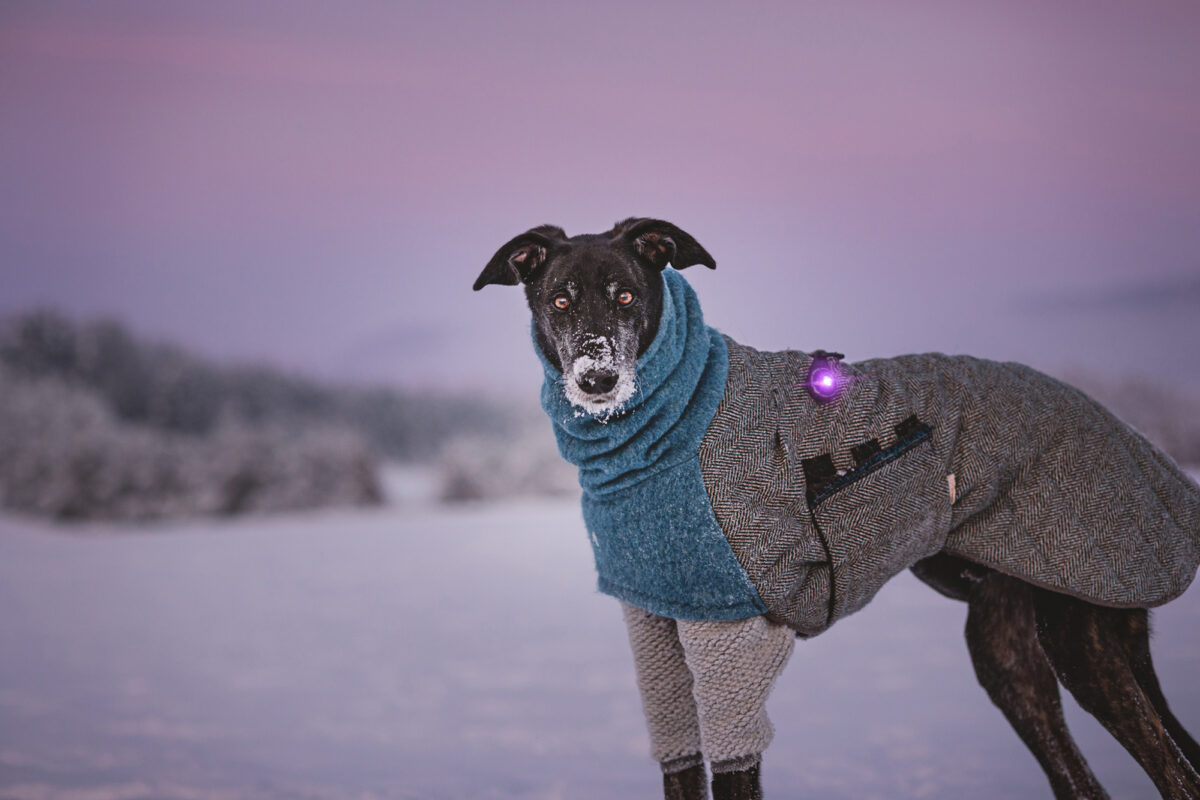 Zwarte windhond in de sneeuw bij zonsondergang, met een paarse Orbiloc Dog Dual en een jas, tegen een achtergrond van roze-paarse tinten in de lucht.