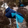 Whippet in de duinen met een blauwe leiband en blauwe winterjas van Non-stop dogwear.