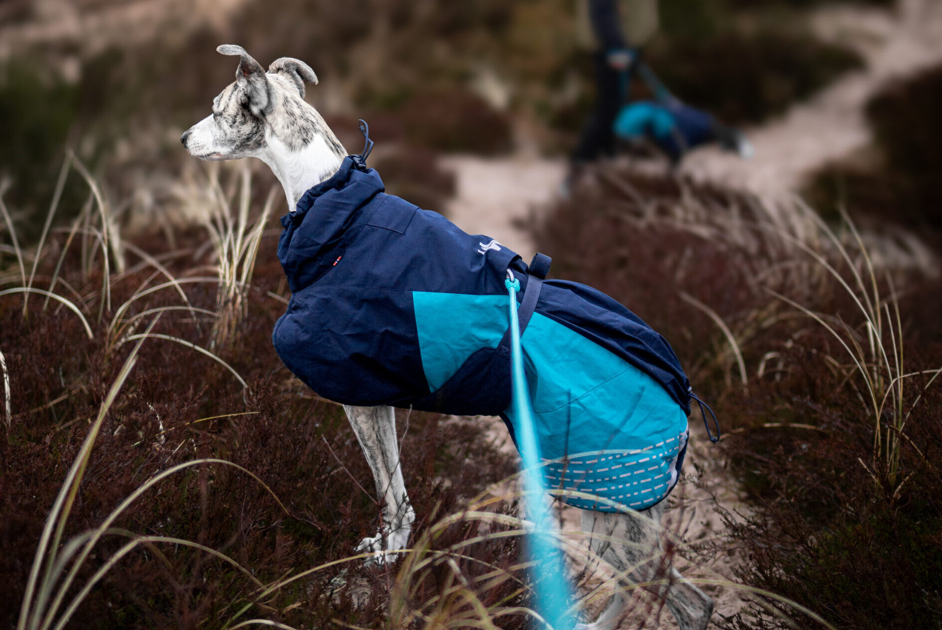 Whippet in de duinen met een blauwe leiband en blauwe winterjas van Non-stop dogwear.