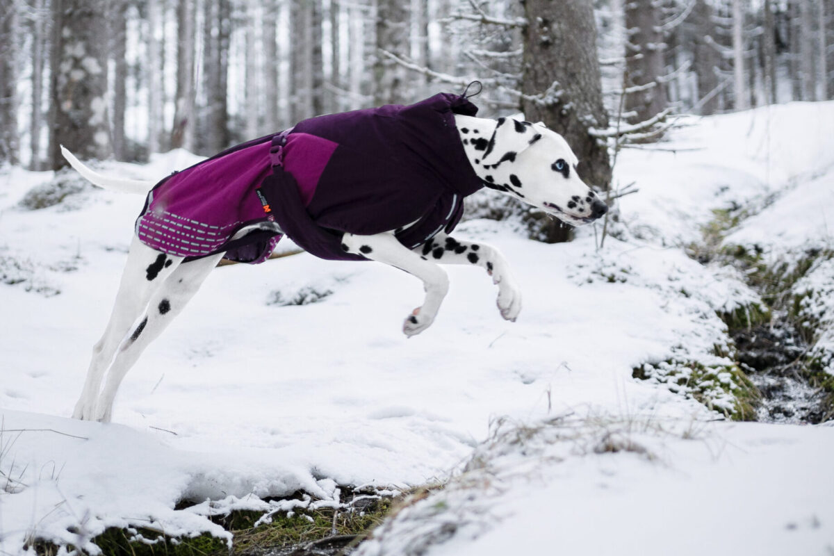 Non-stop dogwear Glacier jacket 2.0. Dalmatiër in de sneeuw.
