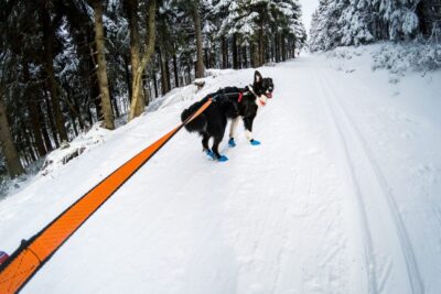 Bungee leash border collie in the snow.