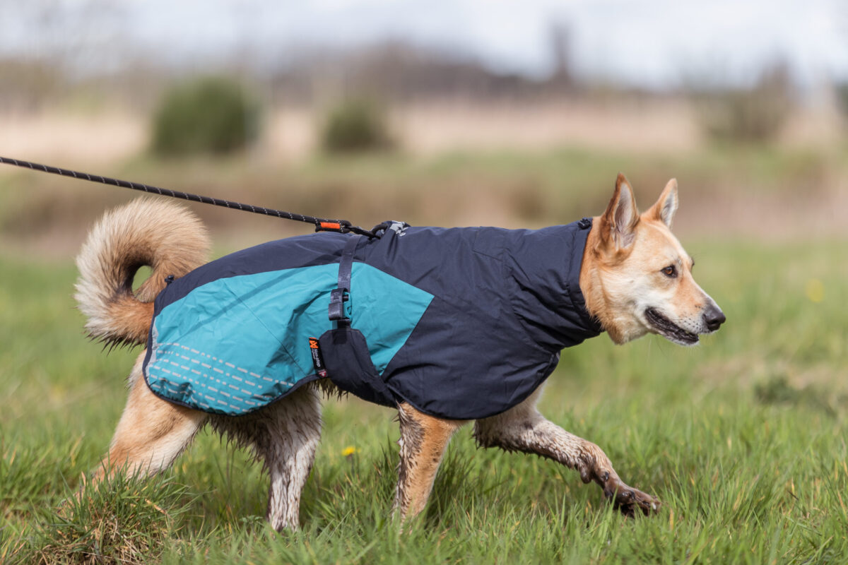 Aangelijnde hond aan het wandelen met blauwe Glacier hondenjas van Non-stop dogwear en verstelbare Rock leiband