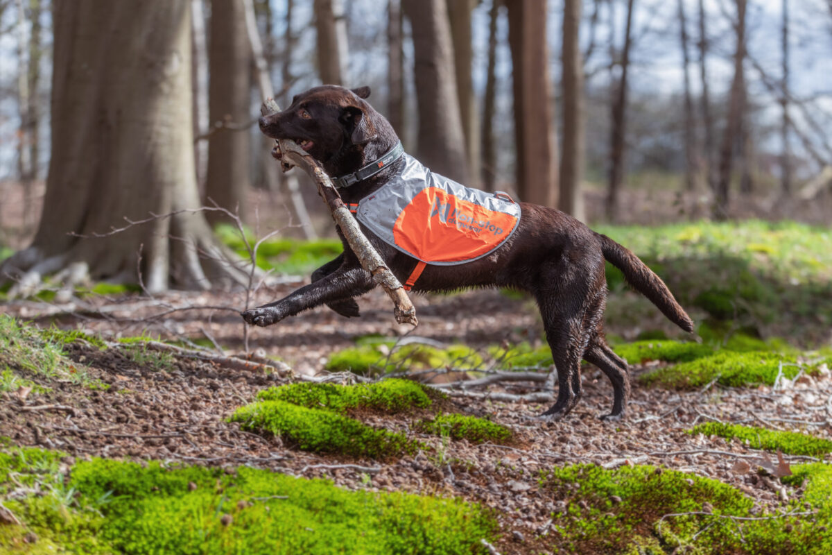 Spelende labrador met stok en reflecterend fluojasje van Non-stop dogwear in het bos