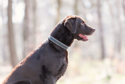 Bruine labrador met groene Roam halsband van Non-stop dogwear, in het bos met tegenlicht