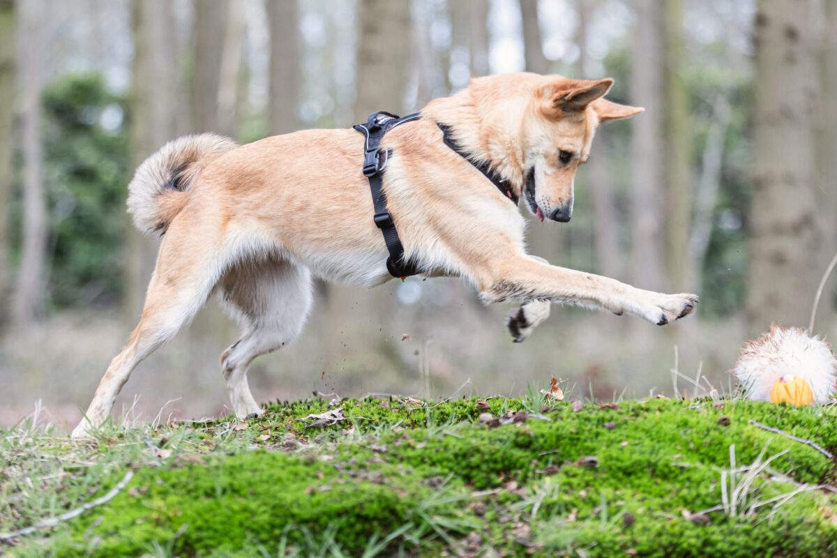 Mila_Rock harnas_Indy Buitenlandse adoptiehond Mila met Rock harness van Non-stop dogwear en Indy wollen speeltje van Zayma.