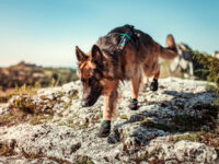 Duitse herder wandelt met de Protector Booties (hondenschoentjes van Non-stop dogwear) over de rotsen.