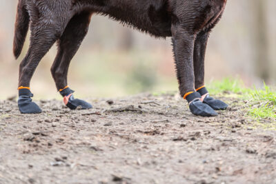 Close-up van de benen van een bruine labrador met Non-stop dogwear Protector Booties in het bos