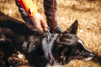 Groene Roam halsband om de nek van bordercollie, leiband wordt bevestigd aan D-ring, zicht op nek/rug