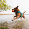 Australian Cattle Dog in het water met de Protector Life Jacket van Non-stop dogwear in teal.