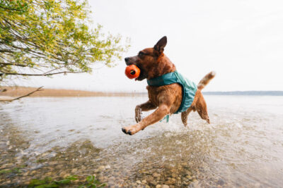 Australian Cattle Dog in het water met de Protector Life Jacket van Non-stop dogwear in teal.