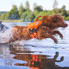 Nova Scotia Duck Tolling Retriever springt in het water met zwemvest aan.