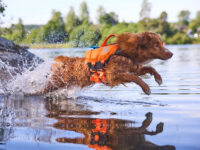 Nova Scotia Duck Tolling Retriever springt in het water met zwemvest aan.