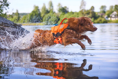 Nova Scotia Duck Tolling Retriever springt in het water met zwemvest aan.