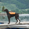 Duitse staande hond op dok bij meer met Protector Life Jacket zwemvest aan.