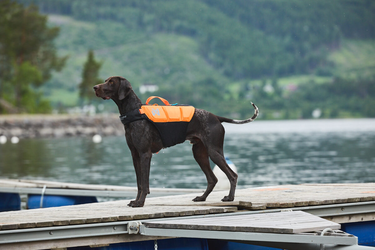 Duitse staande hond op dok bij meer met Protector Life Jacket zwemvest aan.