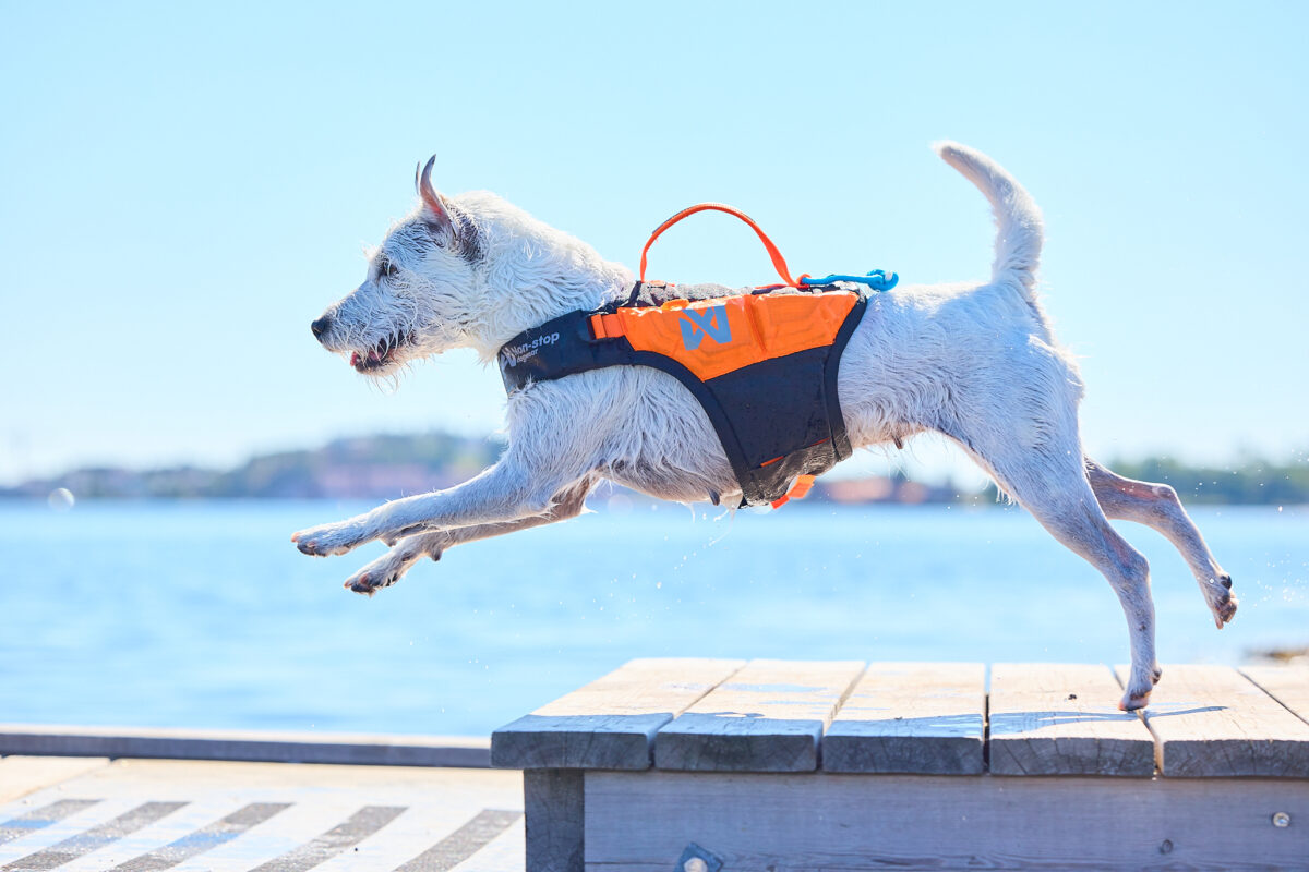 Witte Jack-Russel springt op dokken met Protector Life Jacket aan, zomerse foto.