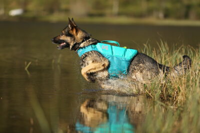 Duitse herder met een blauwe zwemvest springend in het meer.