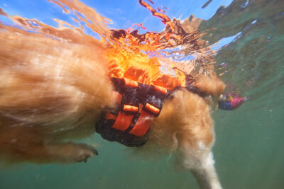 Oranje reddingsvest voor honden bij een golden retriever, onder water genomen.