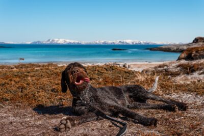 Ruwharige jachthond ligt neer in de vegetatie, er is water op de achtergrond. De hond is aangelijnd met de Strong Leash van Non-stop dogwear.