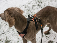 Langharige Weimaraner met hondentuigje en Strong Leash (sterke leiband) van Non-stop Dogwear