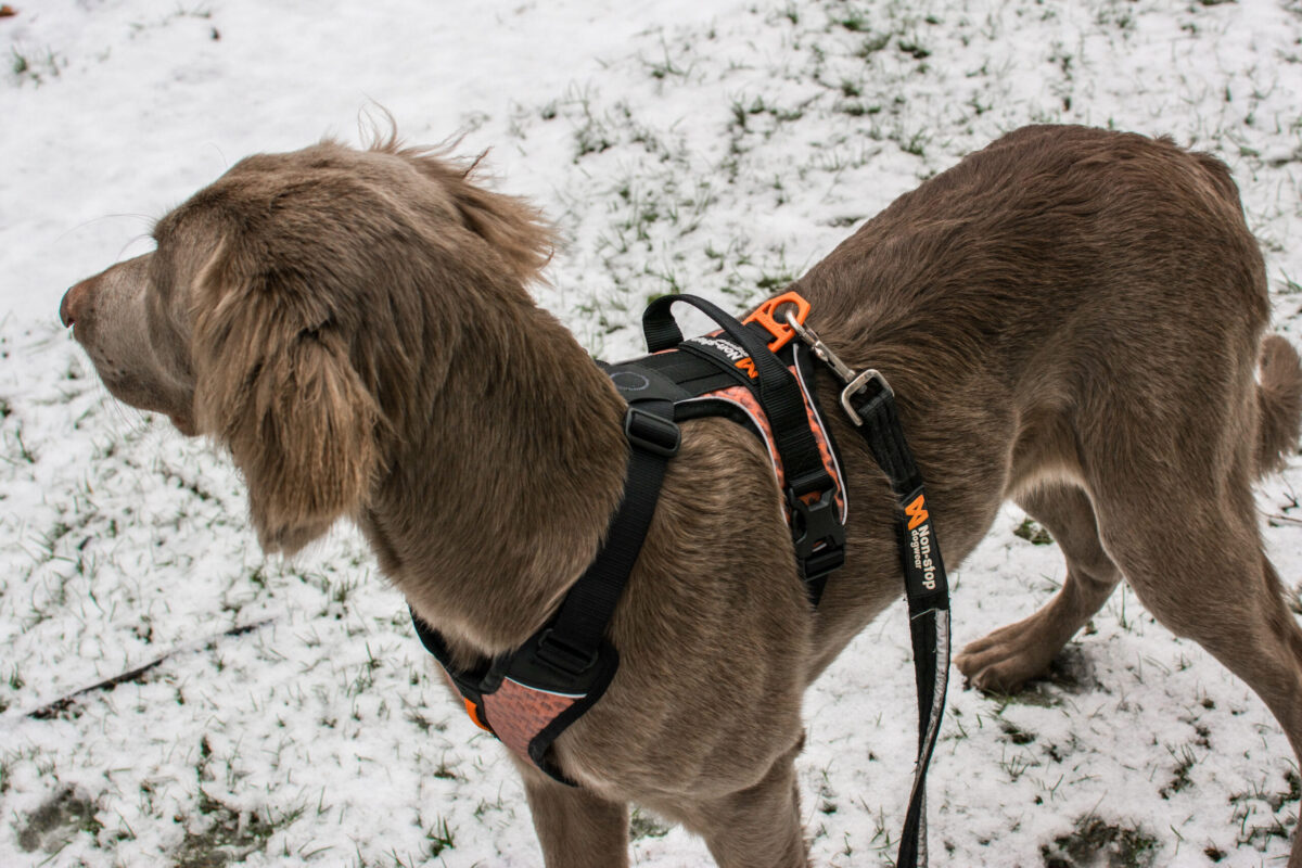 Langharige Weimaraner met hondentuigje en Strong Leash (sterke leiband) van Non-stop Dogwear