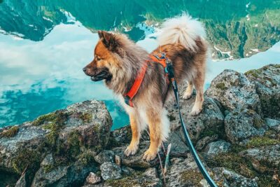 ChowChow in de bergen met de sterke leiband van Non-stop Dogwear. Reflecterende bergen in het groen/blauwe water, bewolkte lucht en besneeuwde bergtoppen.