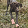 Duitse korthaar bruin met oranje Protector Socks van Non-stop dogwear.