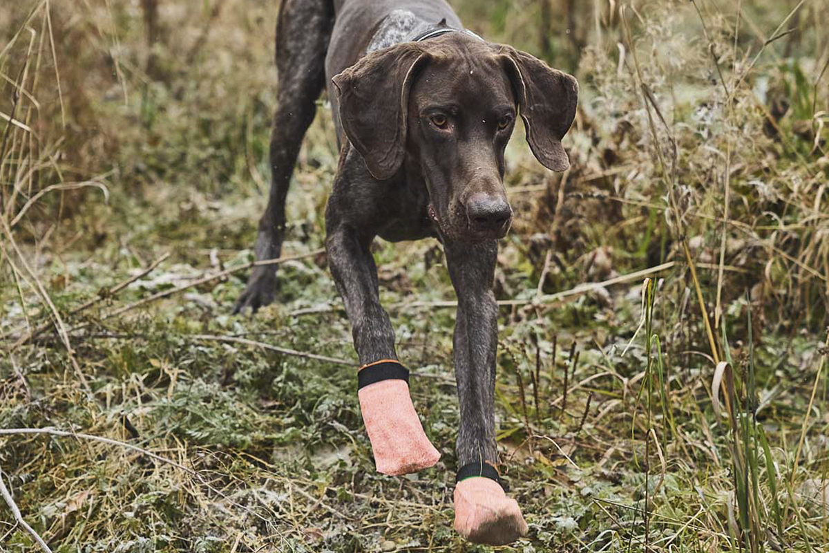 Duitse korthaar bruin met oranje Protector Socks van Non-stop dogwear.