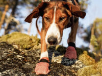 Hond die een rots afdaalt met de pootbescherming van Non-stop dogwear: Protector Light Socks aan.