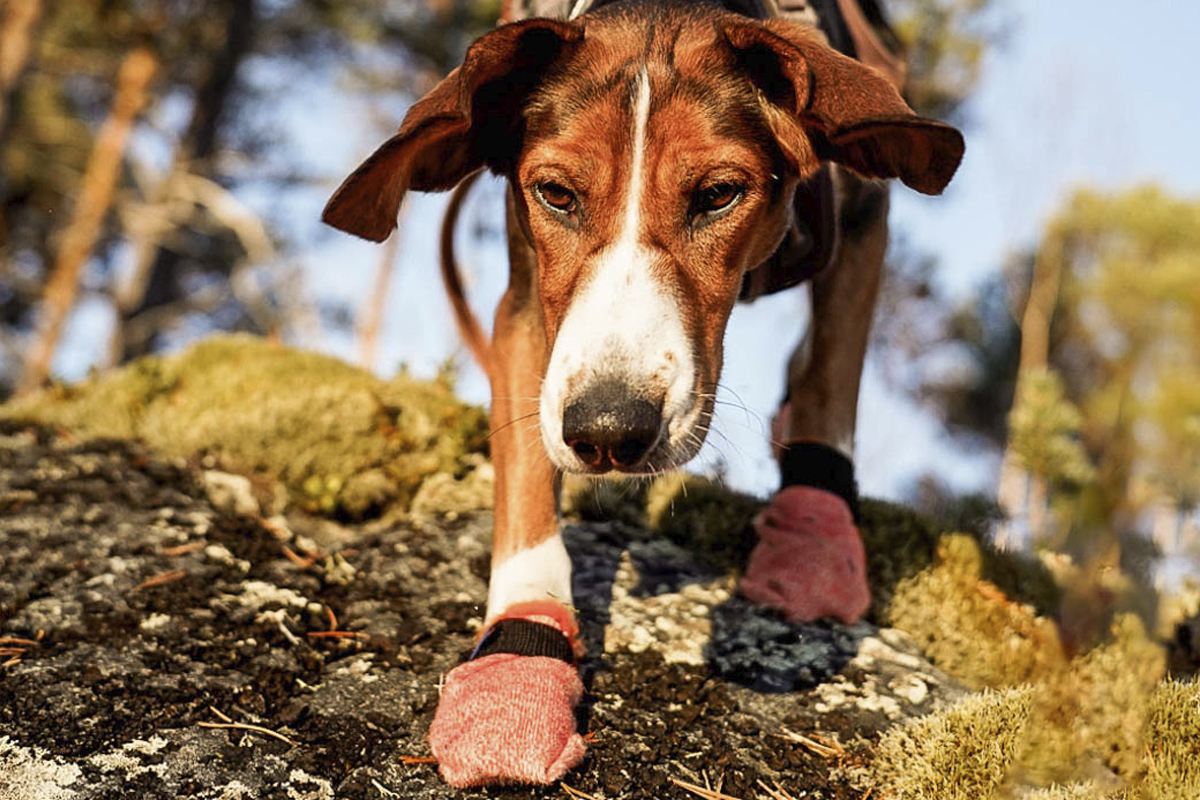 Hond die een rots afdaalt met de pootbescherming van Non-stop dogwear: Protector Light Socks aan.