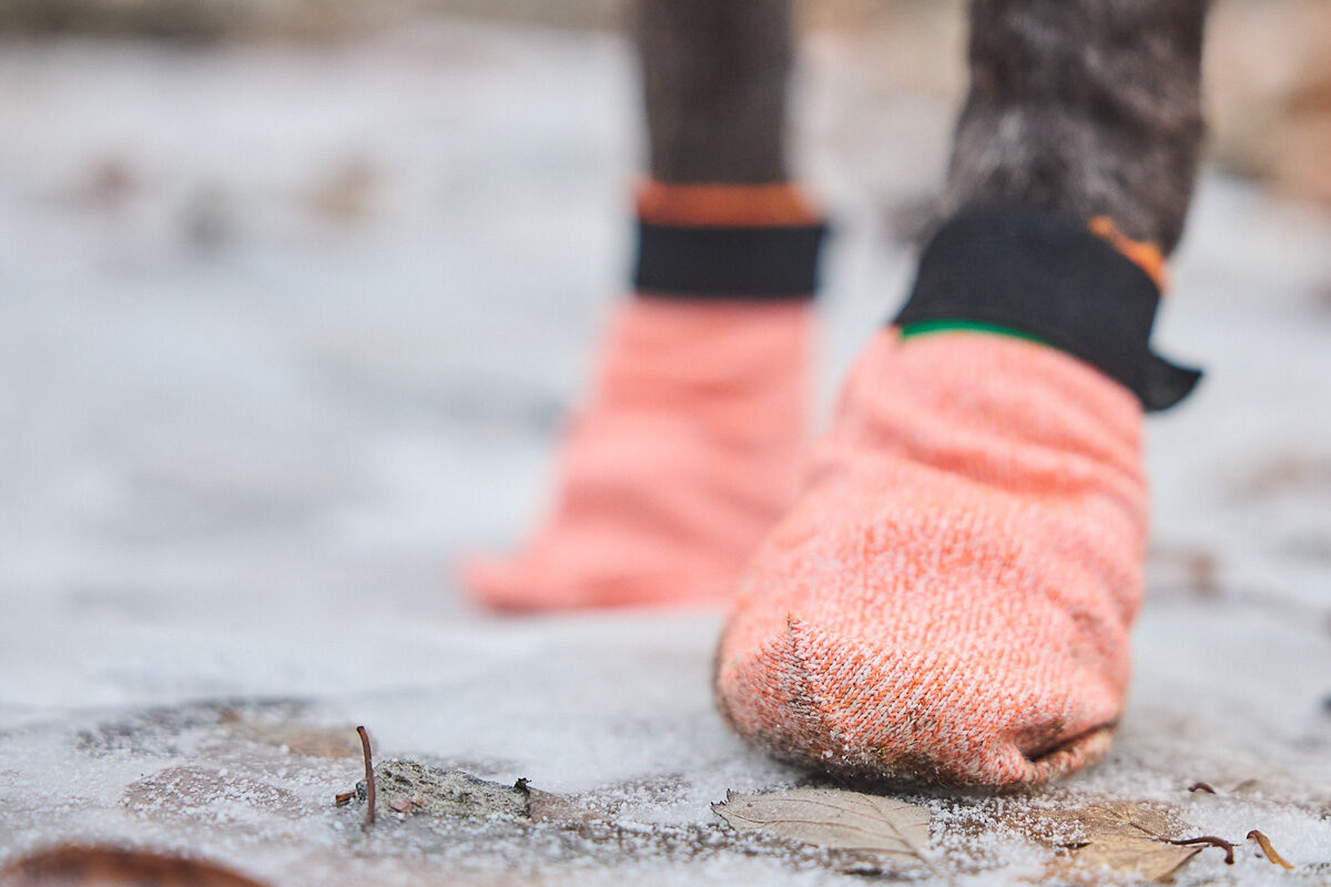 Close-up van de voorpoten van een hond met de Protector Light Socks (hondensokken) aan.