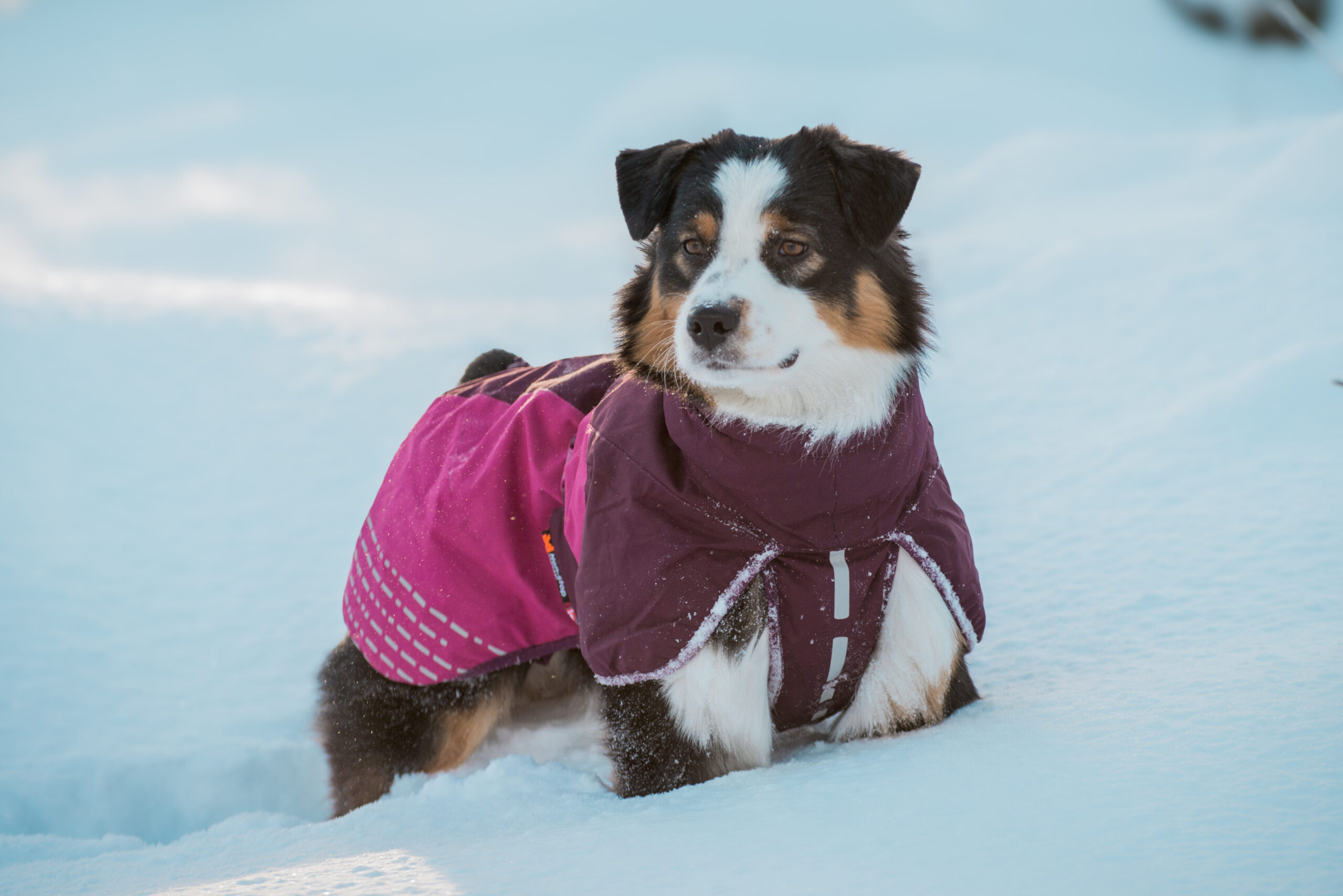 Mini tricolor Australian Shepherd in paarse Glacier 2.0 waterdichte hondenjas in de sneeuw