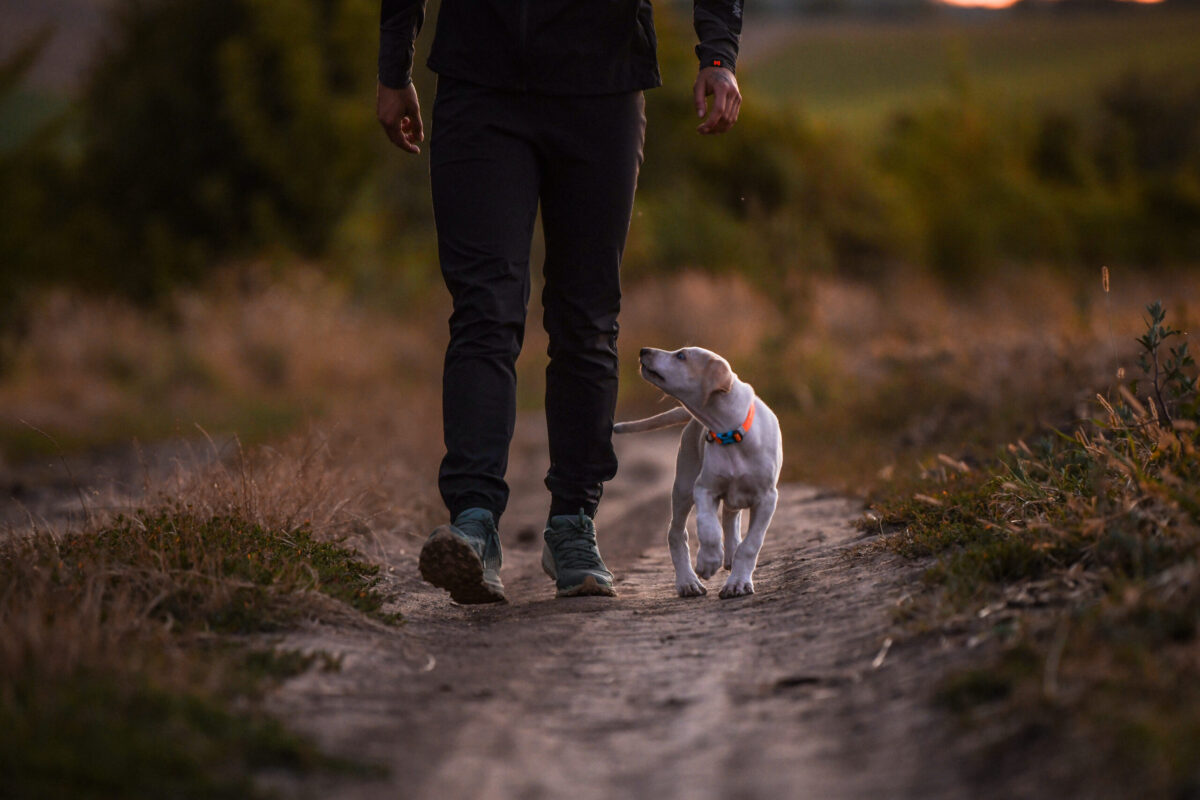 Kleine bleke labrador puppy aan het wandelen met zijn baasje met een oranje halsband aan.