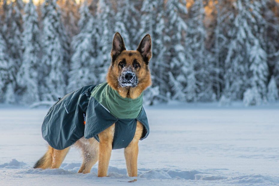 Duitse herder in de sneeuw met een hondenjas van wol.