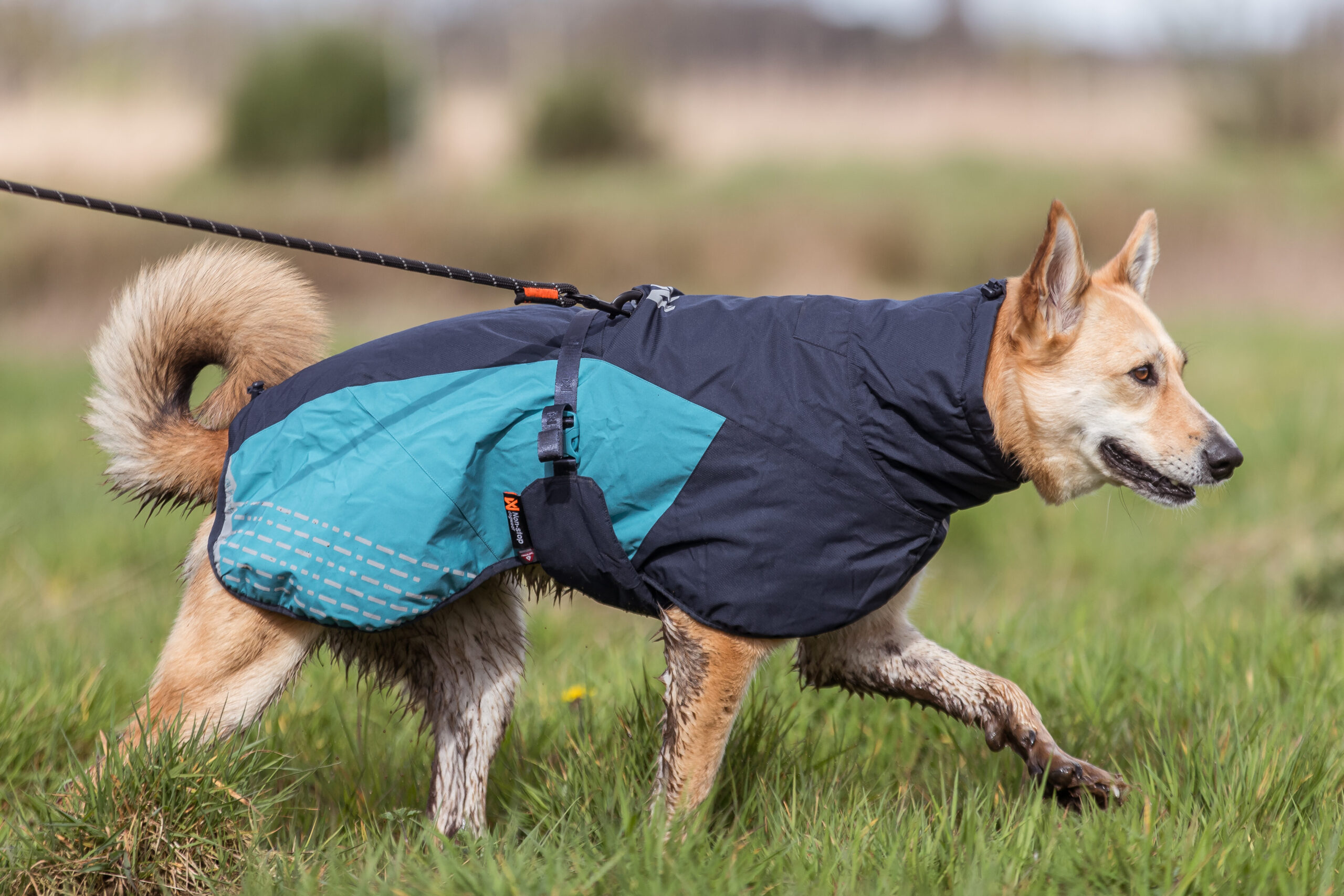 Aangelijnde hond aan het wandelen met blauwe Glacier hondenjas van Non-stop dogwear en verstelbare Rock leiband
