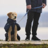 Golden retriever puppy met blauwe winterjas en blauwe leiband van Non-stop dogwear.
