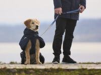 Golden retriever puppy met blauwe winterjas en blauwe leiband van Non-stop dogwear.