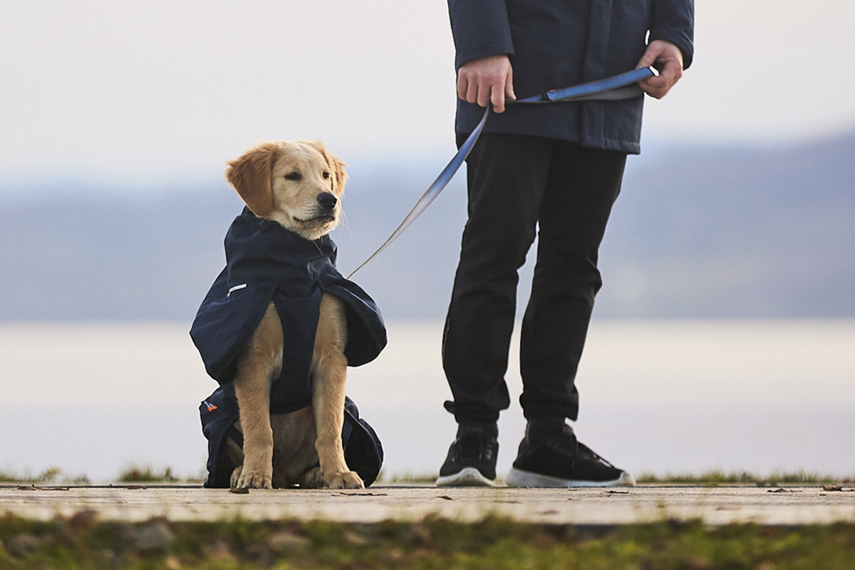 Golden retriever puppy met blauwe winterjas en blauwe leiband van Non-stop dogwear.