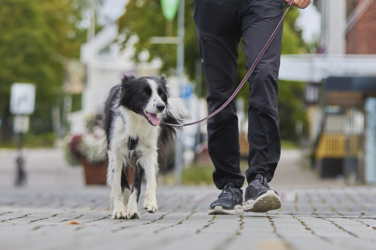 Bordercollie aan het wandelen met een leiband in het paars.