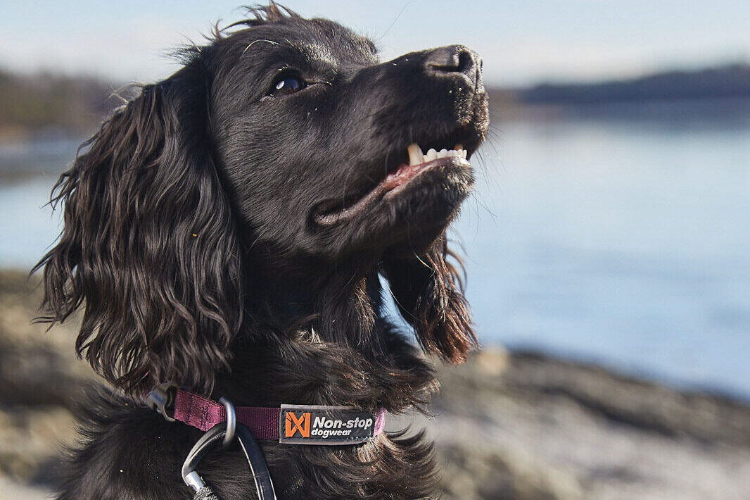 Cocker spaniël (zwart) met de paarse Tumble Collar van Non)stop dogwear aan het water.