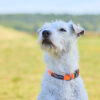 Witte Jack-Russel terriër met goed zichtbare oranje halsband (Tumble Collar van Non-stop dogwear).