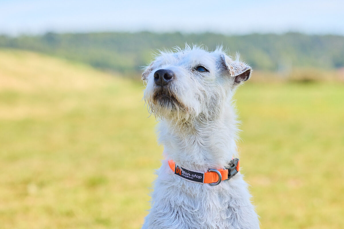 Witte Jack-Russel terriër met goed zichtbare oranje halsband (Tumble Collar van Non-stop dogwear).