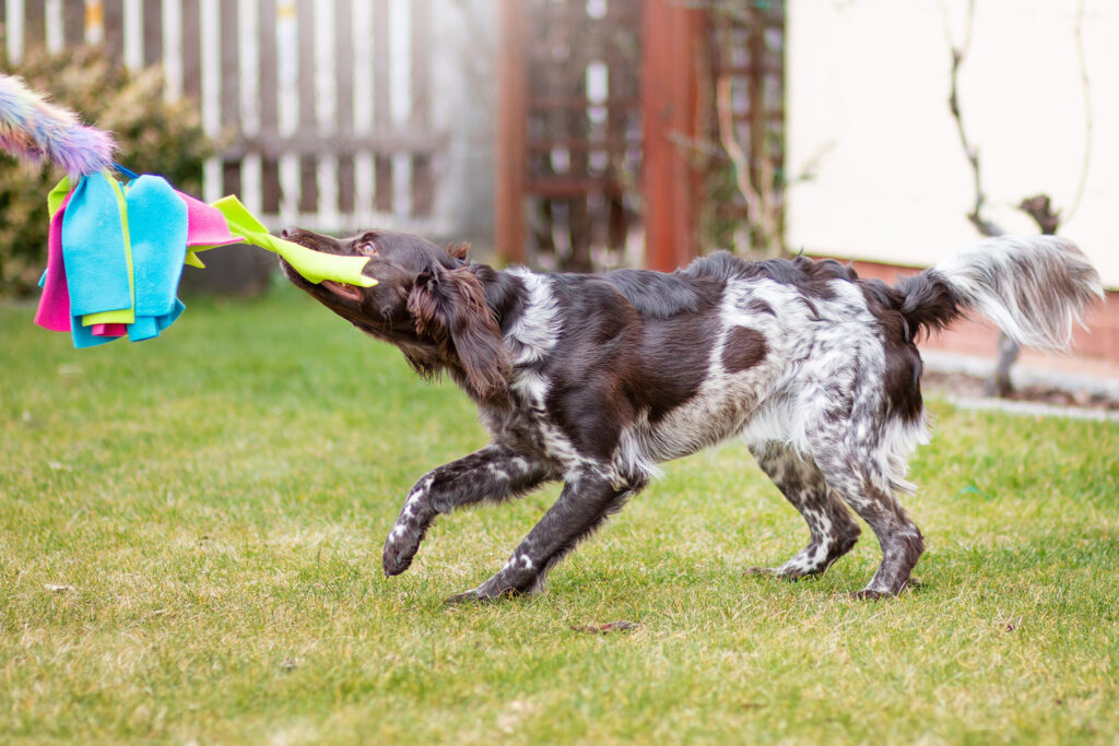 Trekspel met Zayma Craft speeltje met een bruine jachtond.