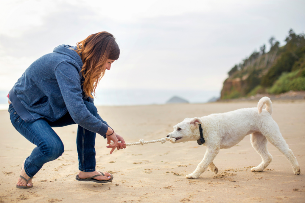 Vrouw en witte hond spelen met touw een trekspel op het strand, de vrouw trekt in het verlengde van de ruggengraat van de hond.