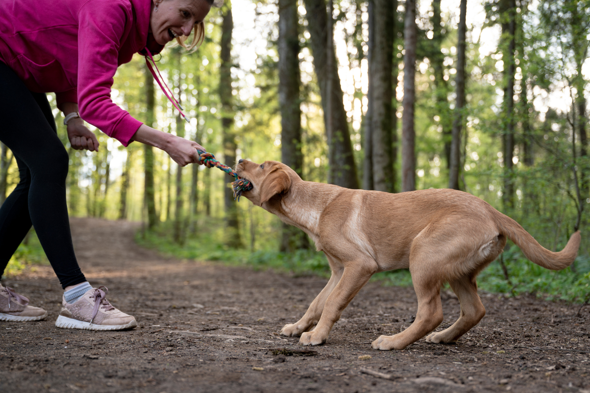 Vrouw speelt trekspel in het bos met blonde labrador puber