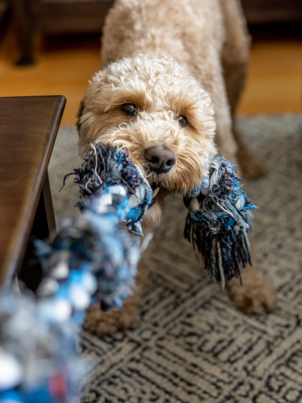 Labradoodle speelt trekspelletje met touw op een mat als ondergrond.